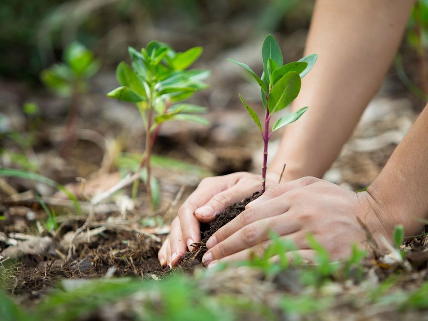 medioambiente